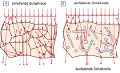 Absorption Schall1.jpg